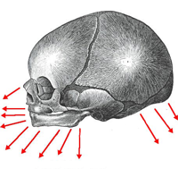 growth of infant skull